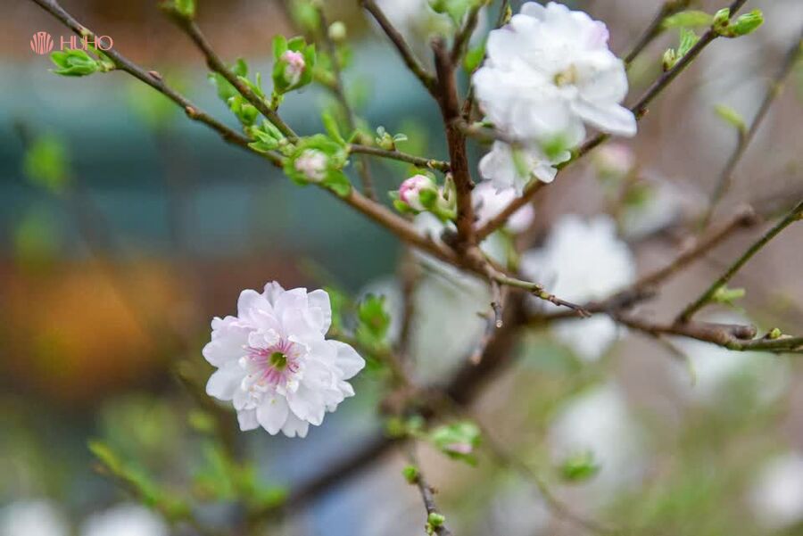 Nhất chi mai là một loài hoa mai đẹp, nổi tiếng trong thế giới các loài hoa. Nhất chi mai có nguồn gốc từ những nơi có mùa đông lạnh giá, tuyết phủ trắng xóa. Gốc cây xù xì, thân đen óng cổ thụ. Nụ hoa màu đỏ nhưng khi nở lại có màu trắng và rồi lại trở về màu đỏ khi đã tàn phai.